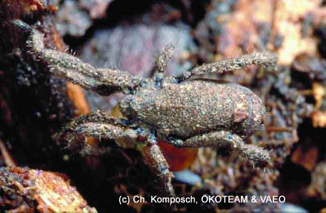 Opiliones da Europa centrale